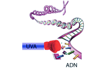 UVA gives a direct punch to DNA