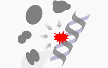 Des pièges pour les protéines associées aux lésions de l’ADN