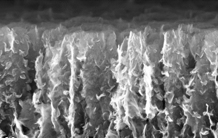New alga-like graphene morphology for the design of high performance supercapacitor devices